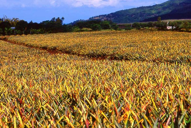 27-Campo di ananas, prima di Chamarel.jpg